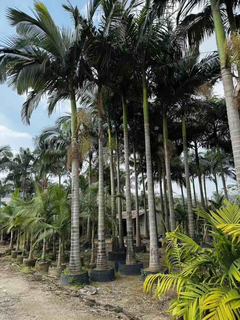 大王椰5-30分各种规格低价出售