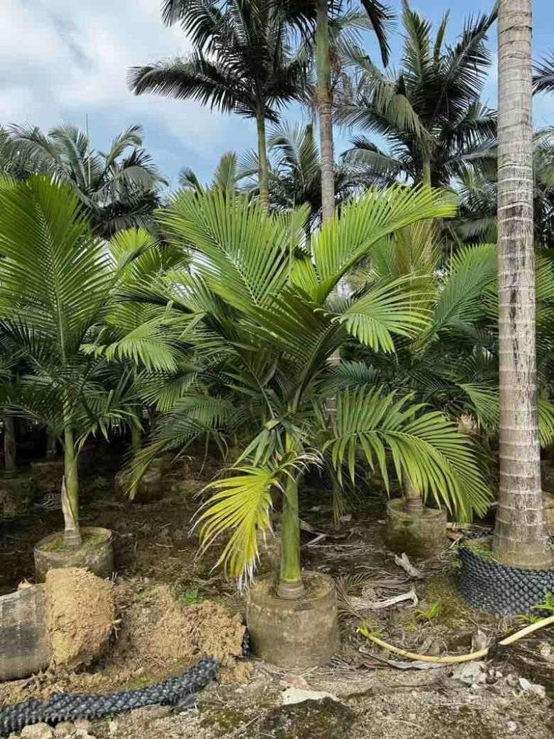 大王椰5-30分各种规格低价出售
