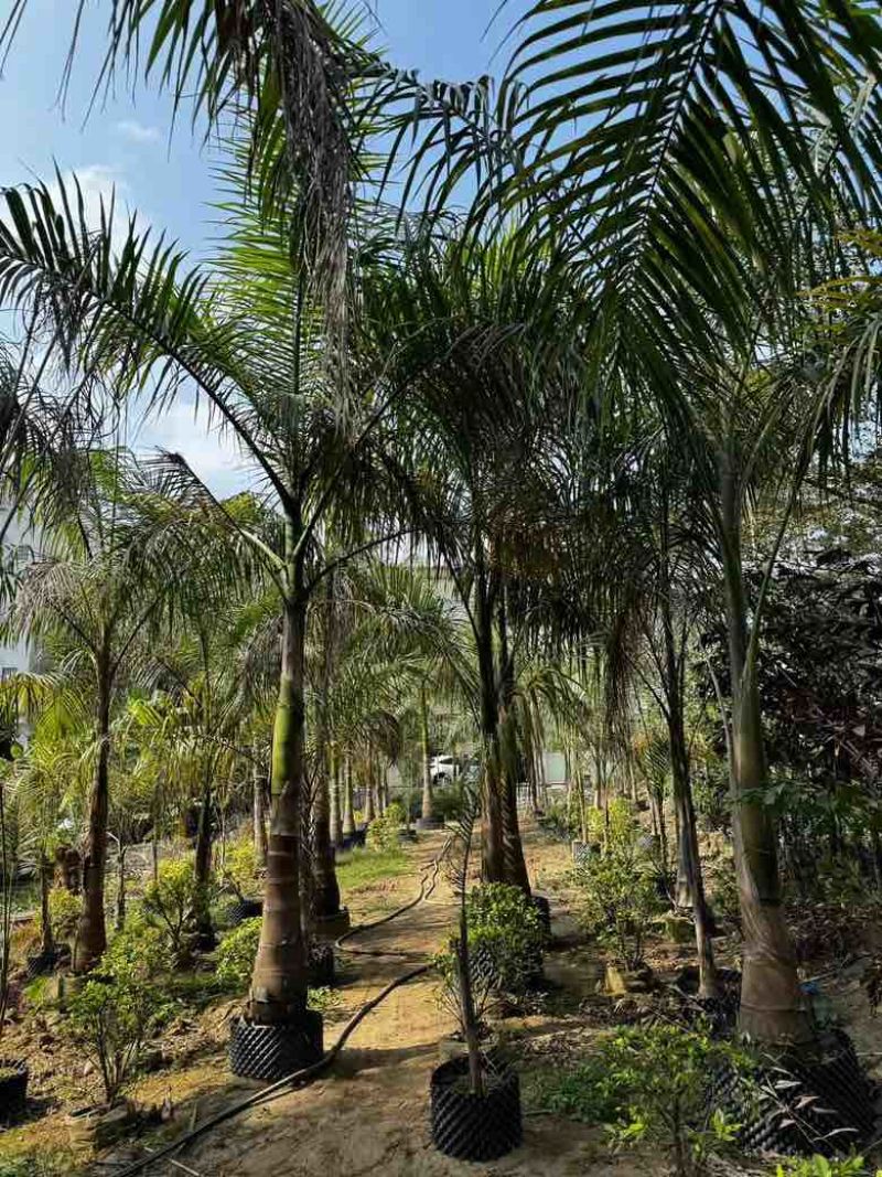 大王椰5-30分各种规格低价出售