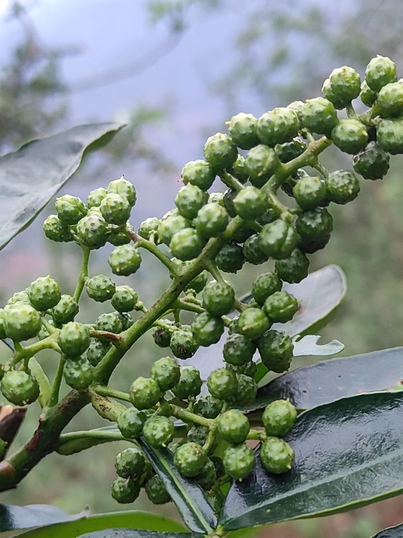 昭通麻花椒