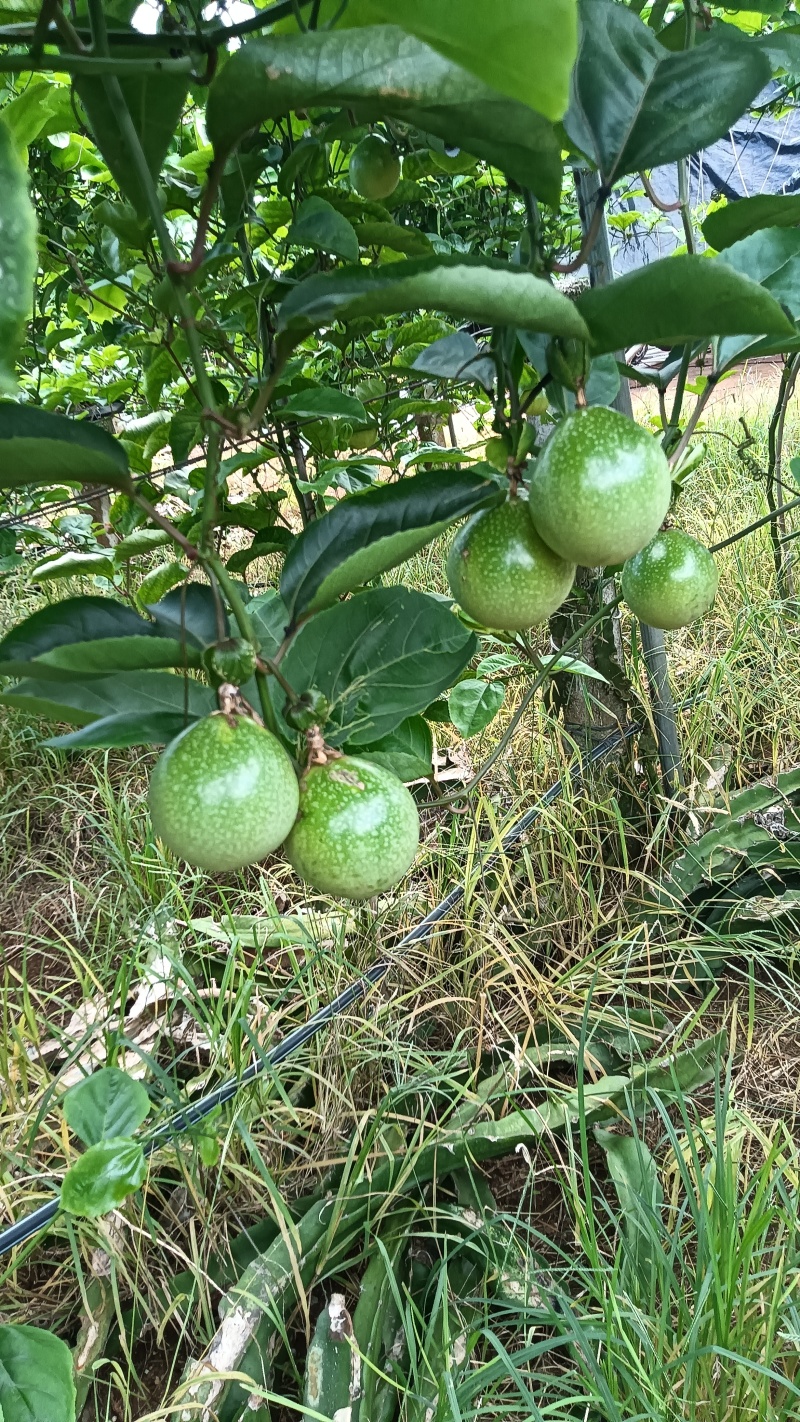 精品百香果