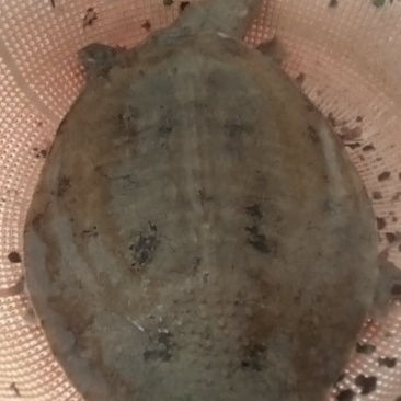 湖南生态甲鱼
