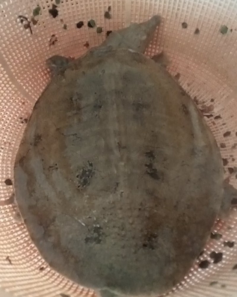 湖南生态甲鱼