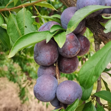 广西龙滩珍珠李