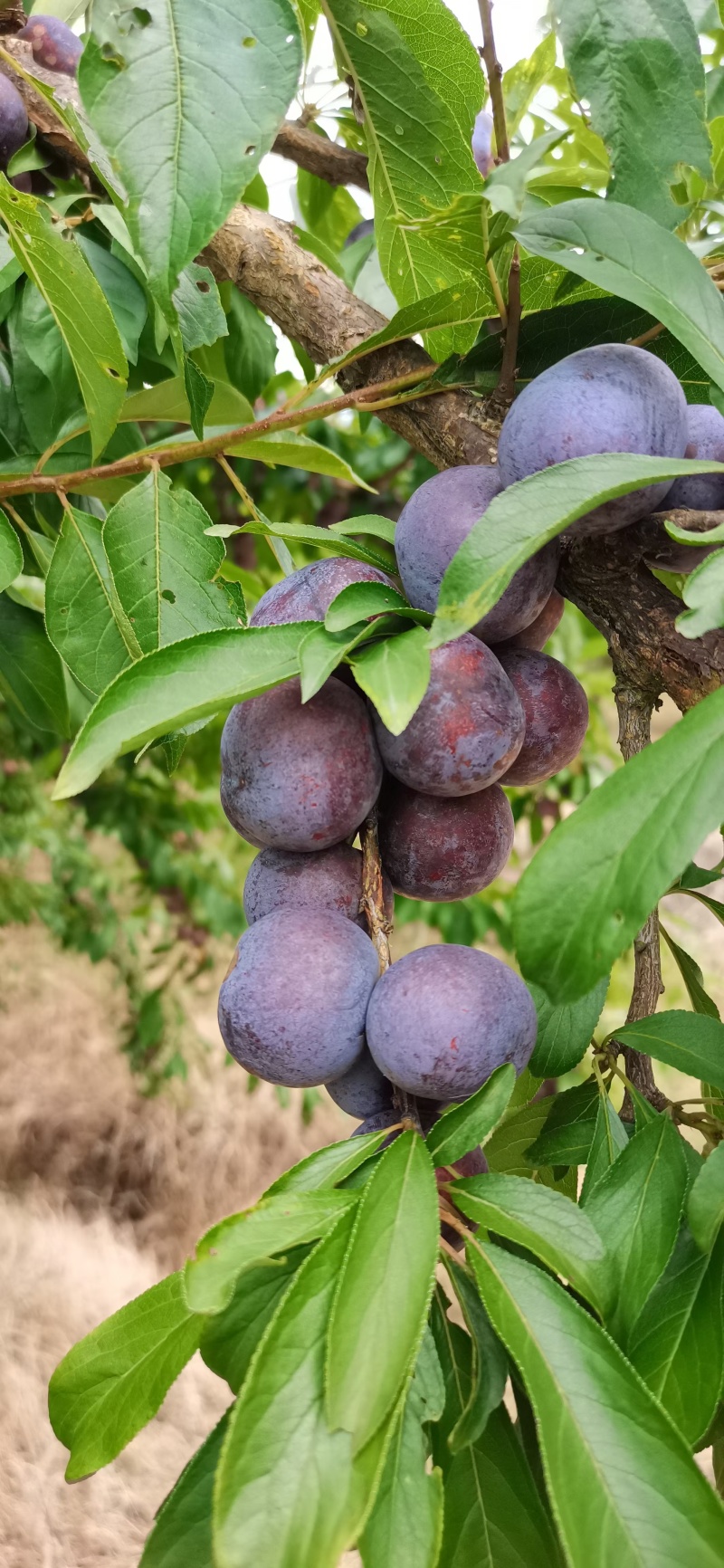 广西龙滩珍珠李