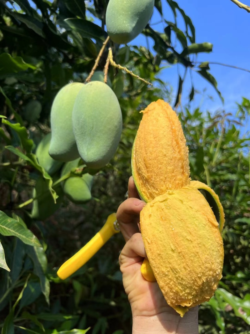 灵山桂七香芒