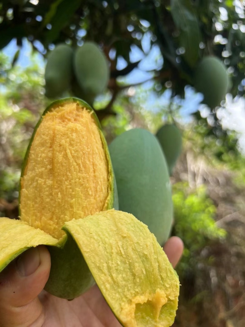 灵山桂七香芒