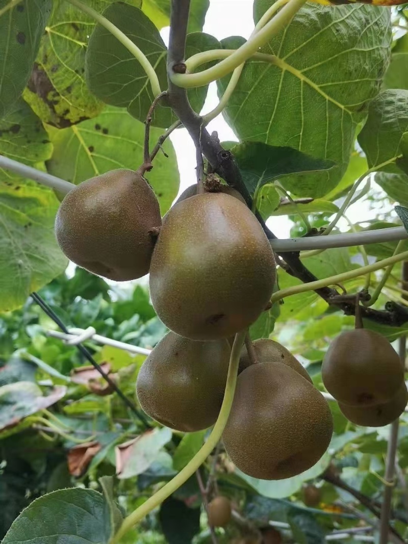 苍溪红心猕猴桃/8月下旬全面上市/火热预售中/5斤、10斤装