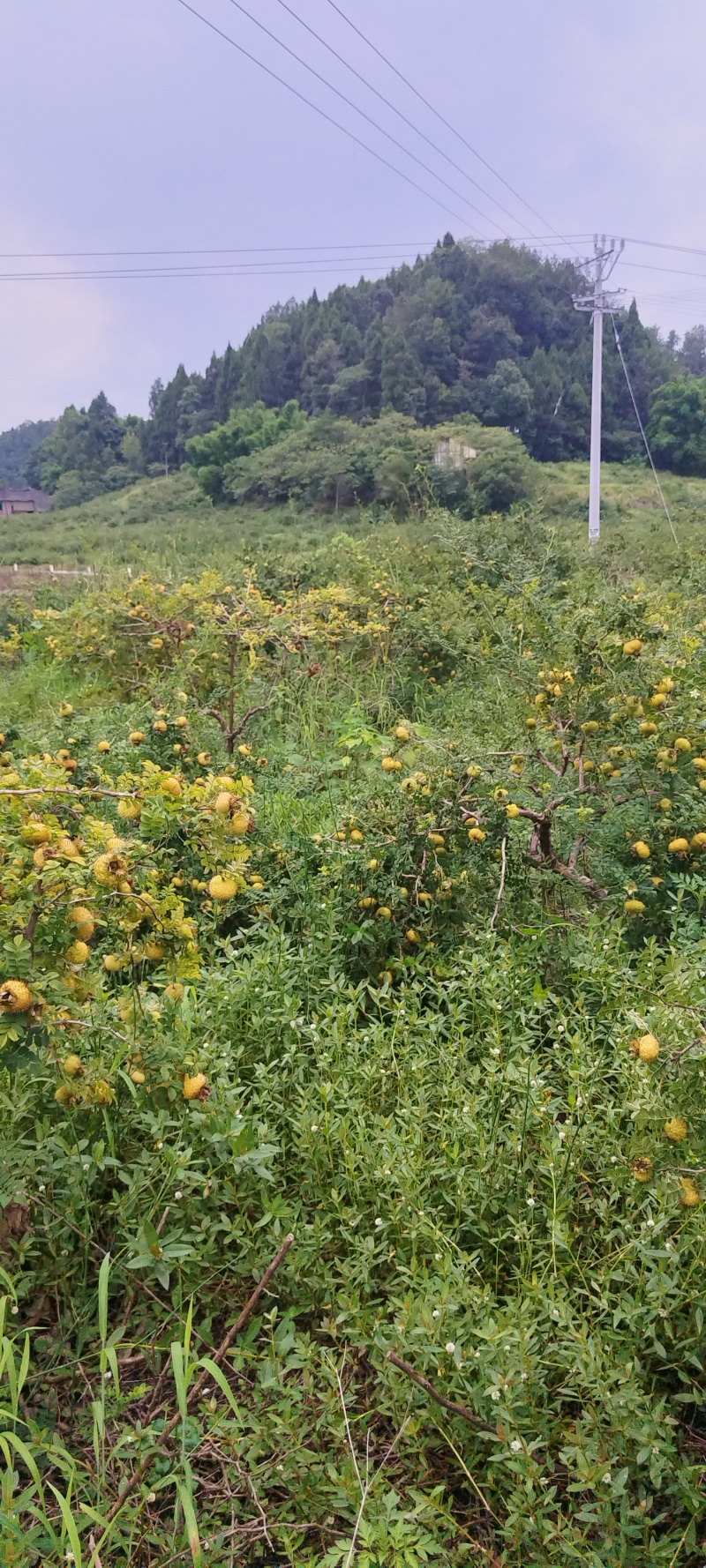 鲜刺梨