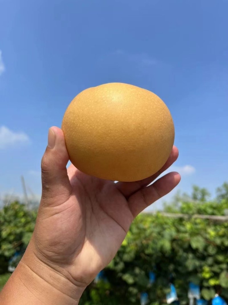 我的家乡在河南漯河舞阳，种植皇冠梨、黄金梨和秋月梨近千亩
