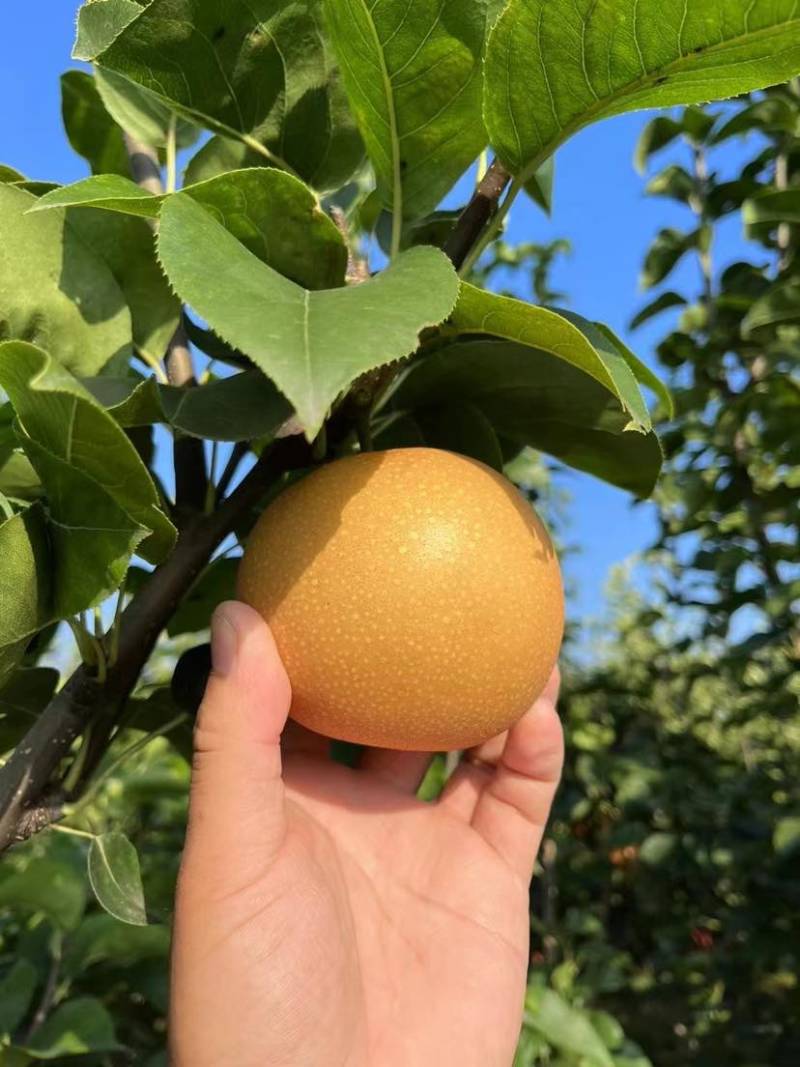 我的家乡在河南漯河舞阳，种植皇冠梨、黄金梨和秋月梨近千亩