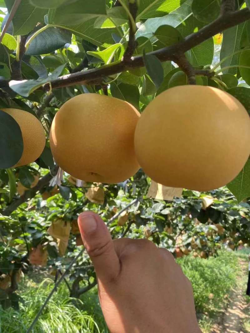 我的家乡在河南漯河舞阳，种植皇冠梨、黄金梨和秋月梨近千亩