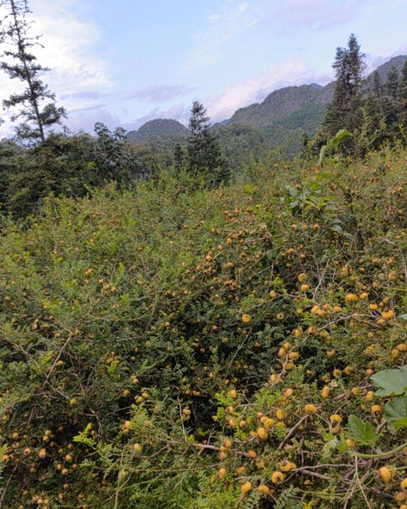 鲜果刺梨