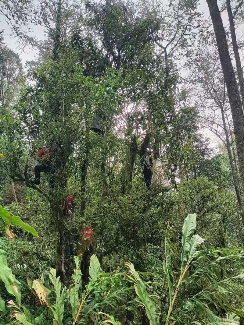 几百上千年的古树茶叶