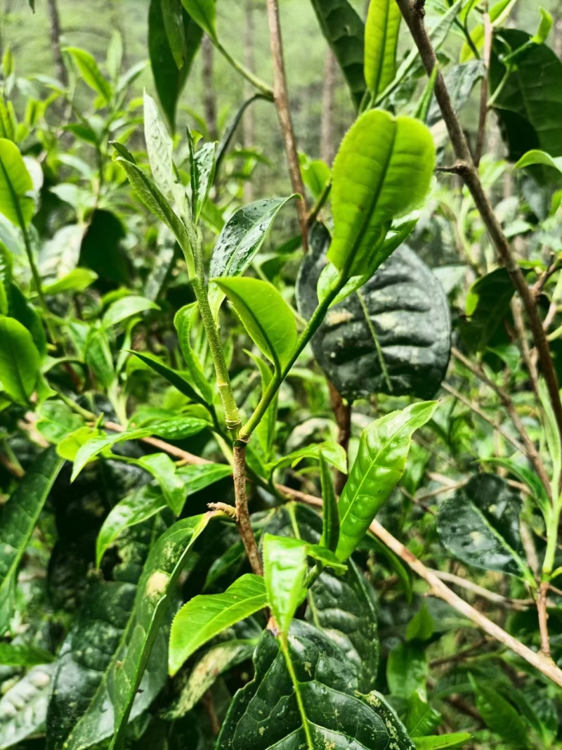 几百上千年的古树茶叶