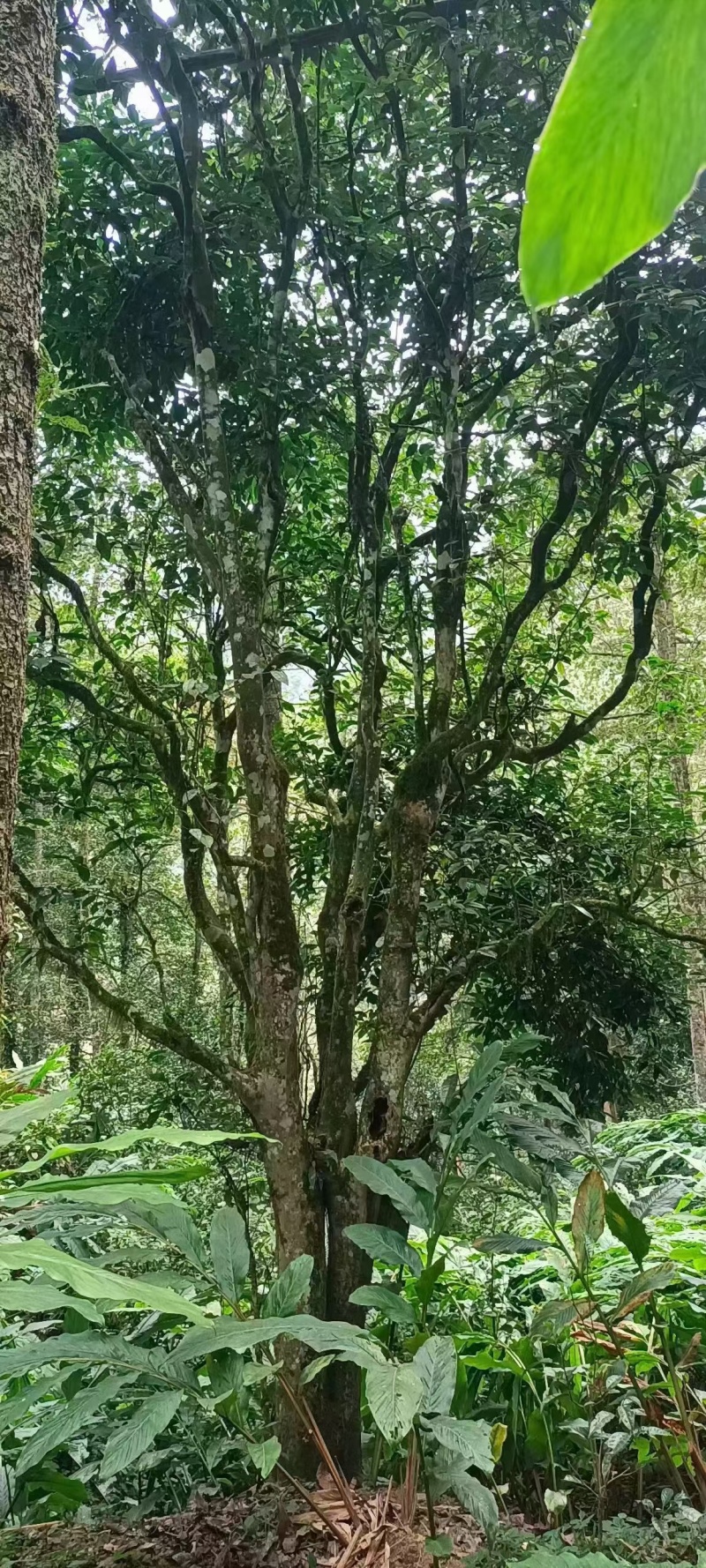 几百上千年的古树茶叶