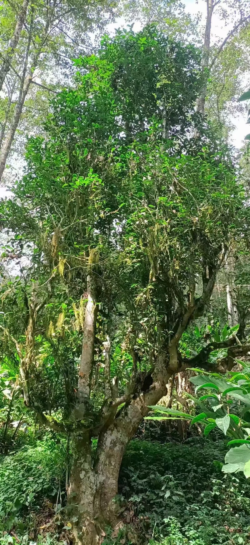 几百上千年的古树茶叶