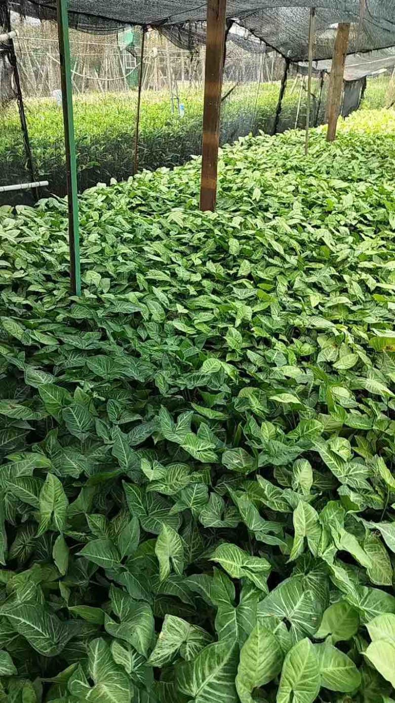 白蝴蝶(合果芋)3斤袋，低价出售