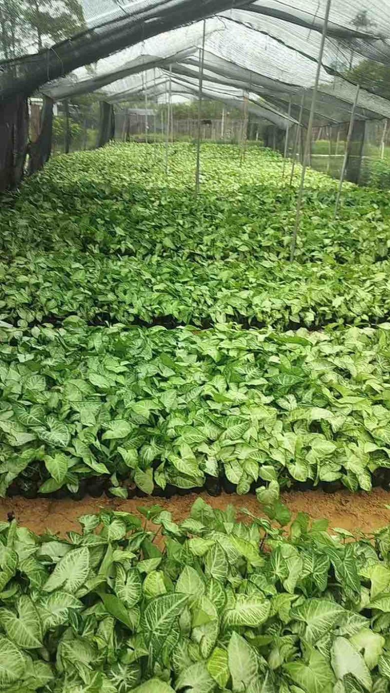 白蝴蝶(合果芋)3斤袋，低价出售