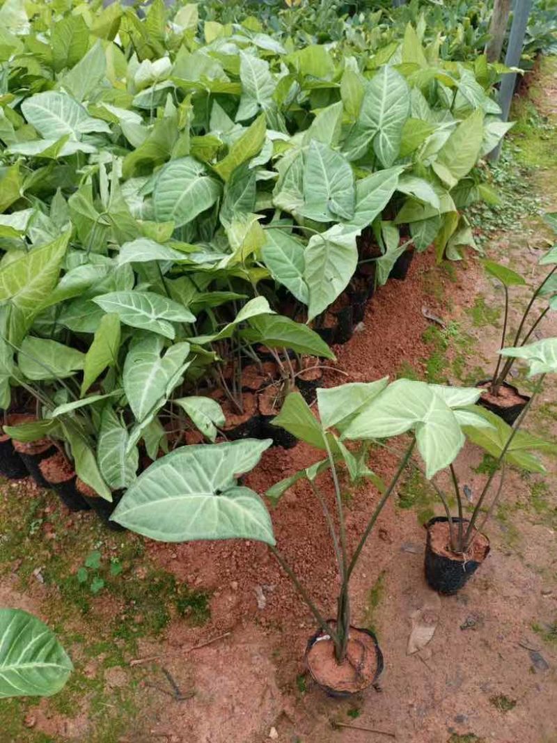 白蝴蝶(合果芋)3斤袋，低价出售
