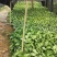 白蝴蝶(合果芋)3斤袋，低价出售