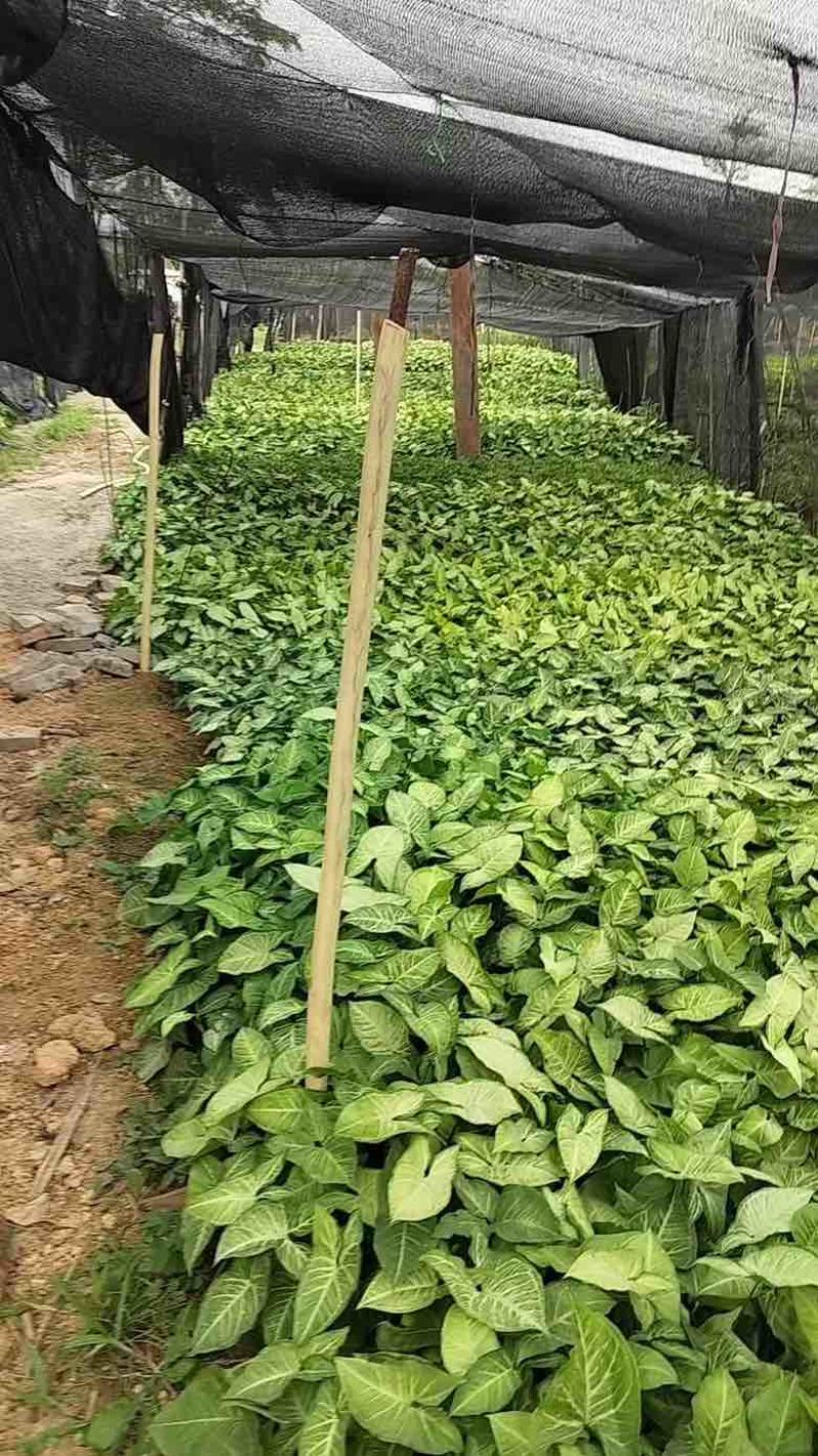 白蝴蝶(合果芋)3斤袋，低价出售