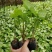 白蝴蝶(合果芋)3斤袋，低价出售