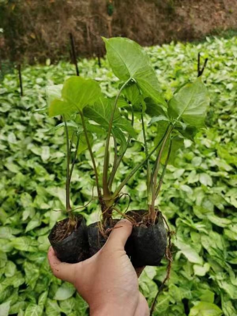 白蝴蝶(合果芋)3斤袋，低价出售