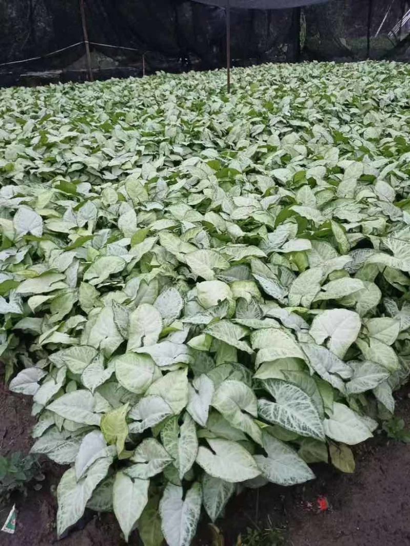 白蝴蝶(合果芋)3斤袋，低价出售