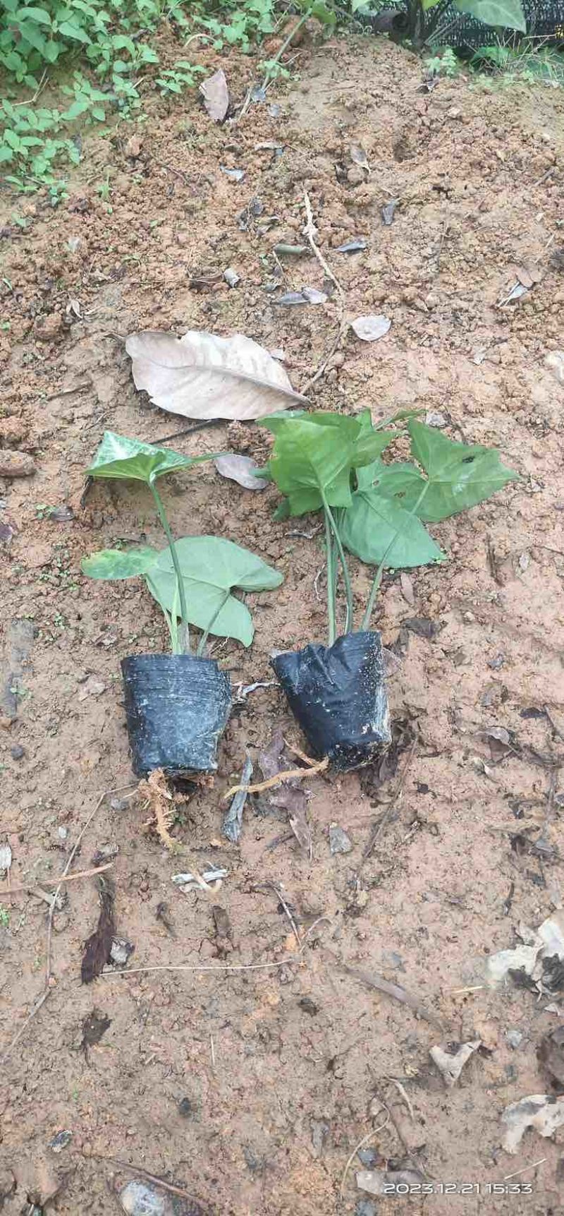 白蝴蝶(合果芋)3斤袋，低价出售
