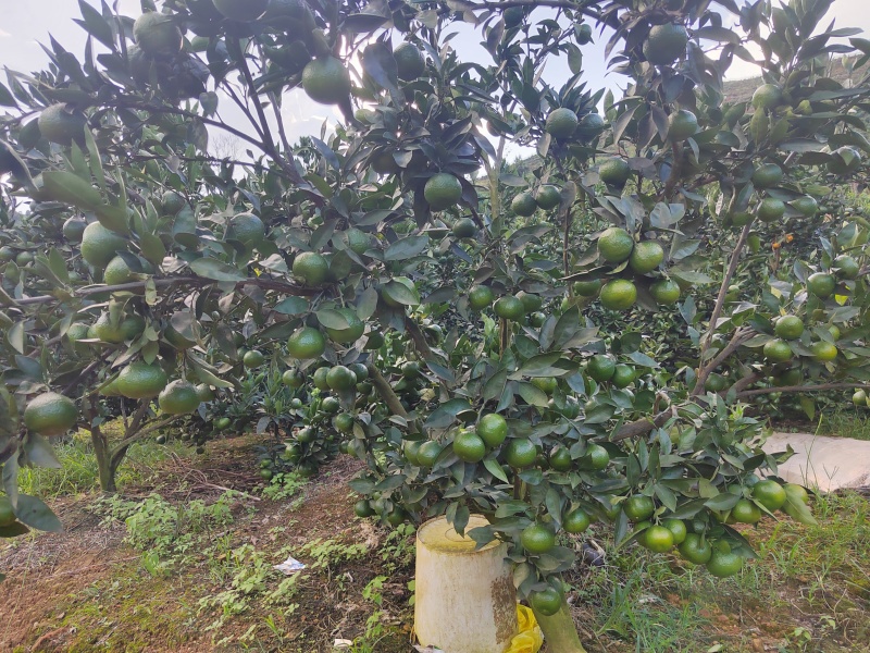 云南各种橘子产地量超大需要的老板随时联系