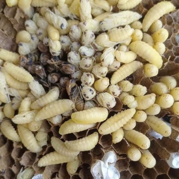 虎头，七里，黄脚，小青米各种规格速冻蜂蛹