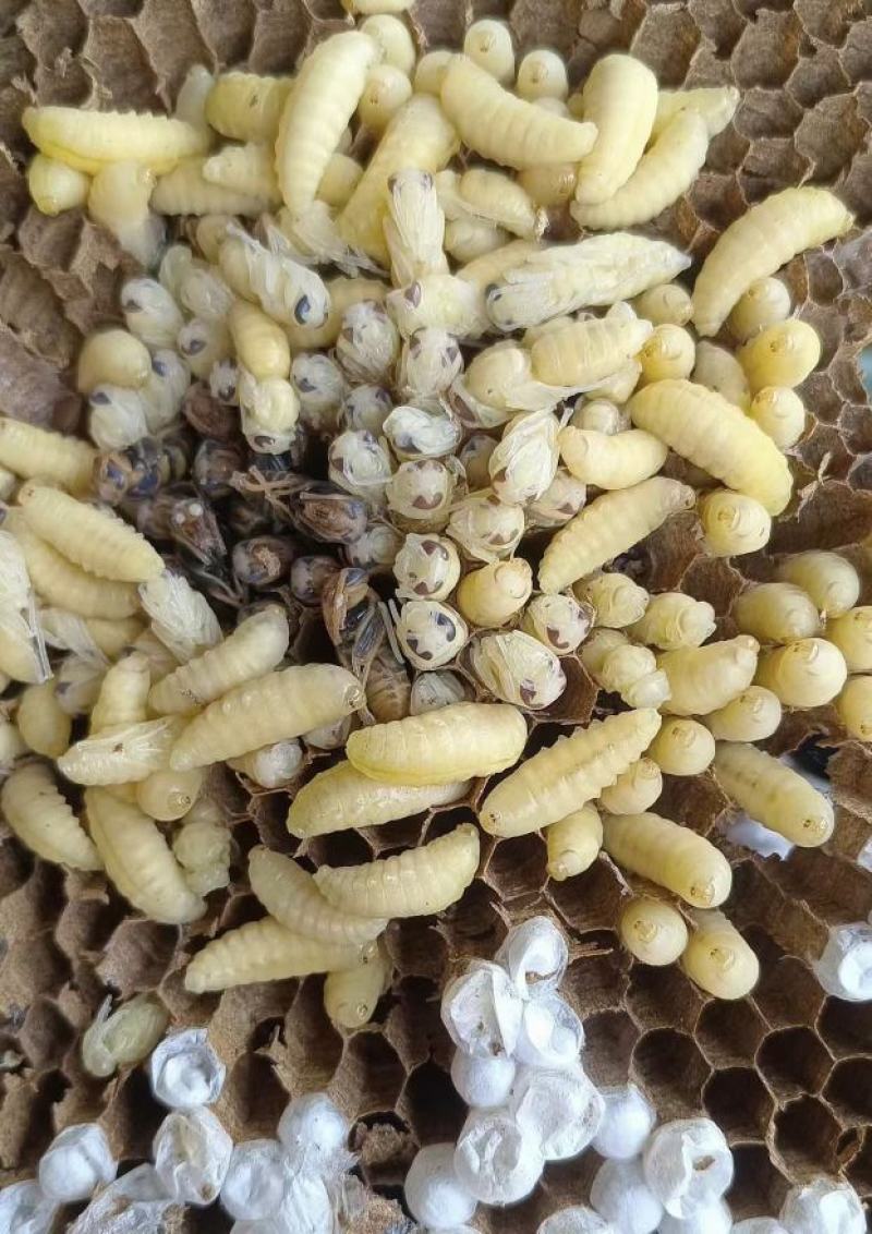 虎头，七里，黄脚，小青米各种规格速冻蜂蛹