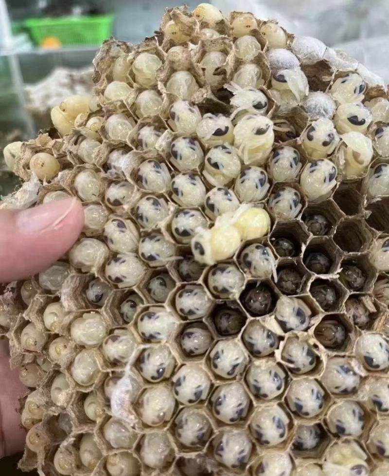 虎头，七里，黄脚，小青米各种规格速冻蜂蛹
