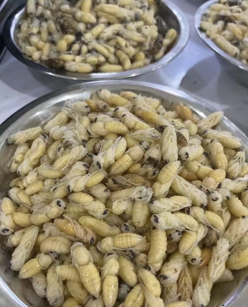虎头，七里，黄脚，小青米各种规格速冻蜂蛹