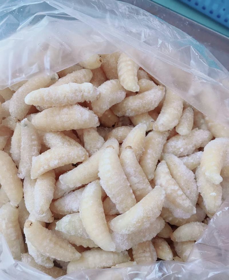 虎头，七里，黄脚，小青米各种规格速冻蜂蛹