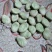 蚕豆