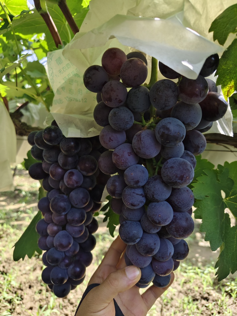 巨峰葡萄🍇