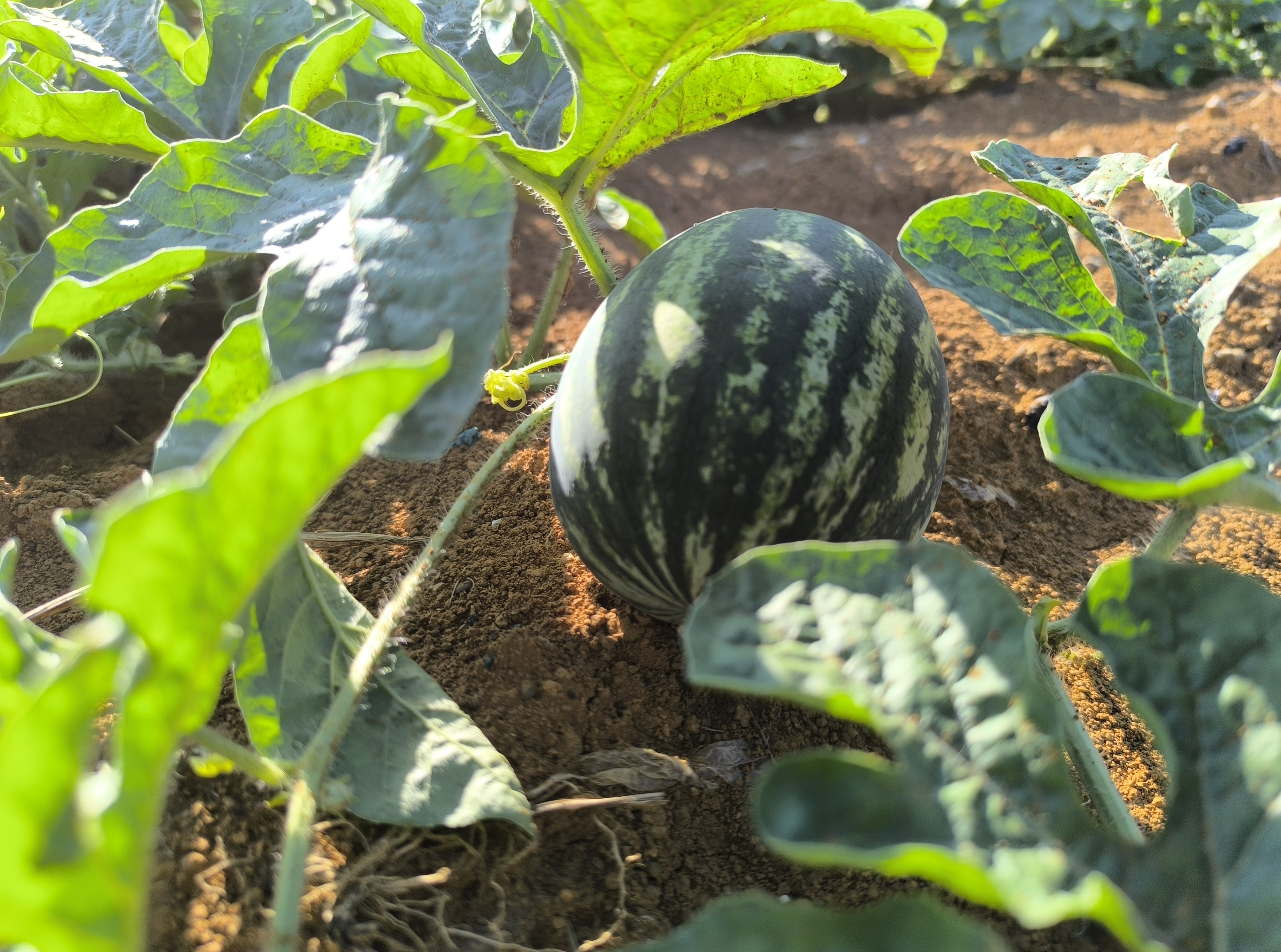 一片绿意盎然的西瓜地,藤蔓蔓延,叶片宽大,多个圆形的西瓜半掩在叶下,其中几个已成熟,表皮呈深绿色条纹状,阳光洒落在叶片上,形成斑驳光影,远处可见农民正在查看瓜果成熟情况 田间生长的红籽西瓜