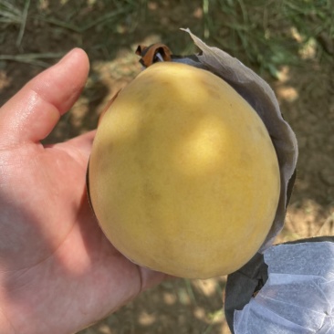自家种的黄桃