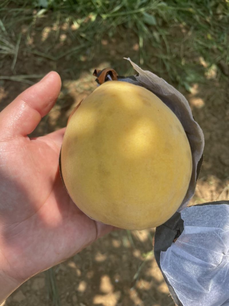 自家种的黄桃