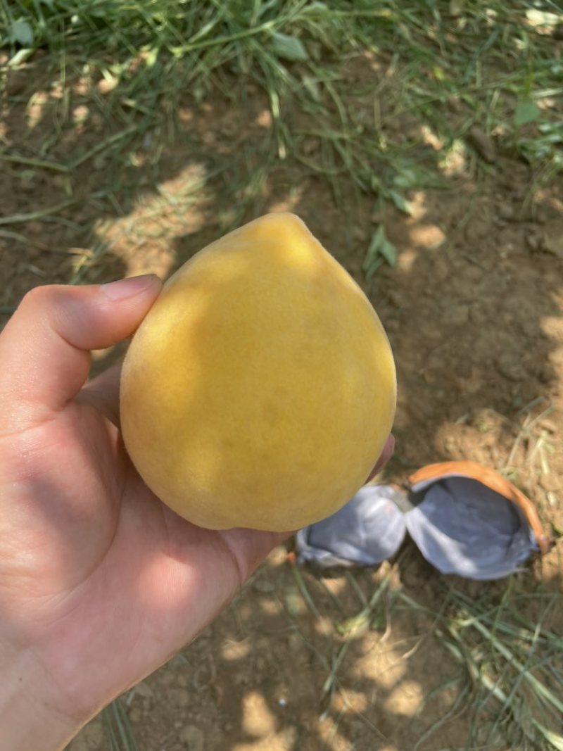 自家种的黄桃