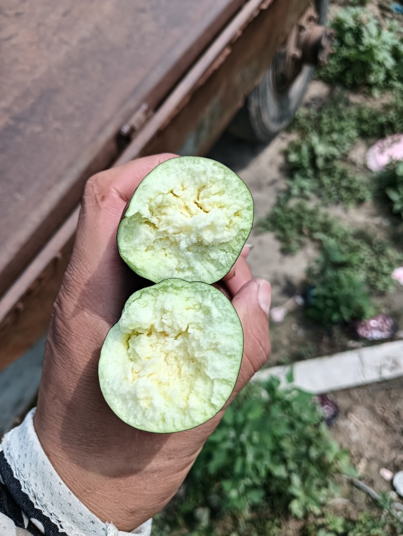 紫把长茄