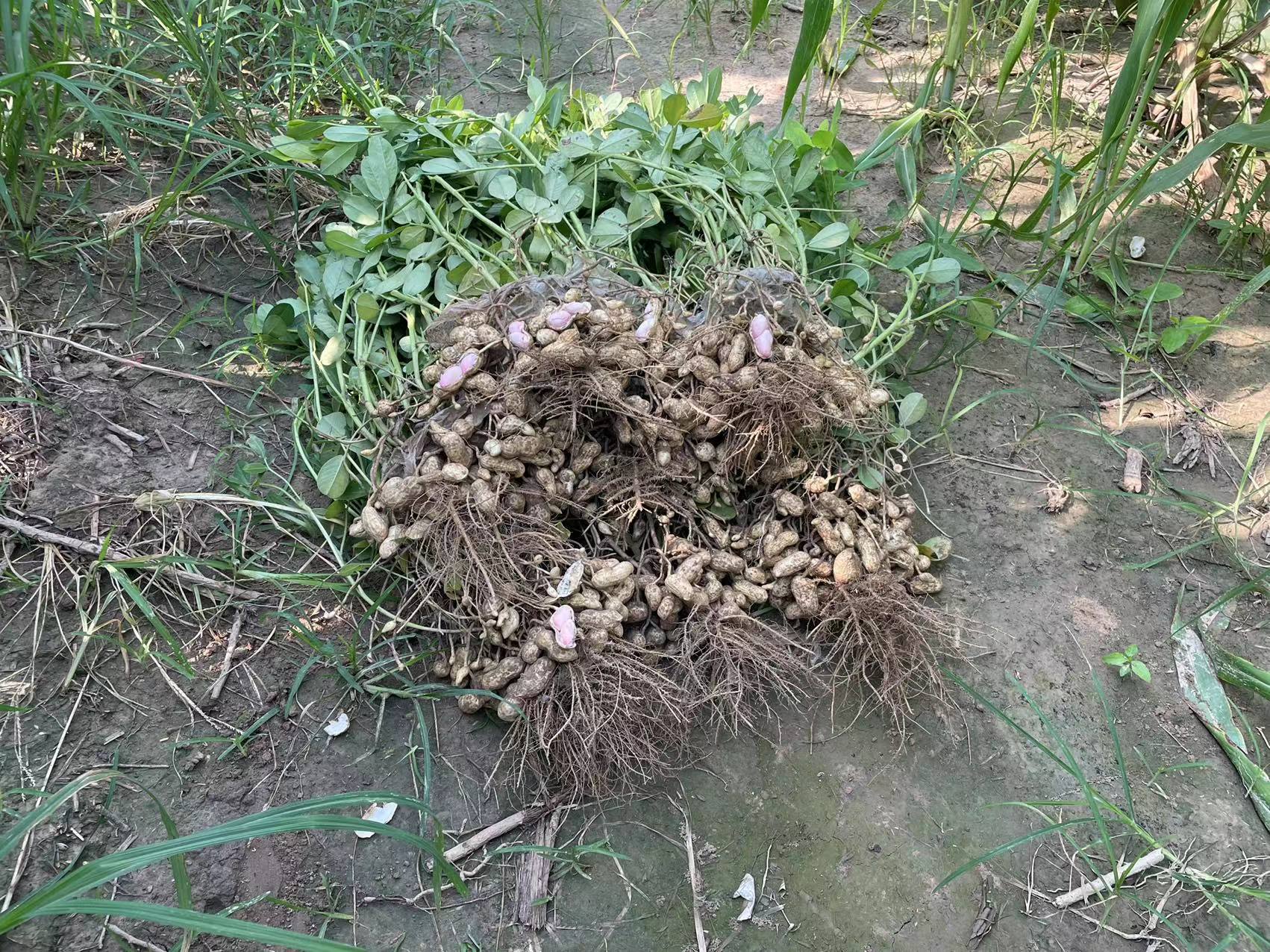 花生根系结构示意图