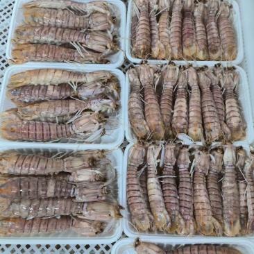 源头工厂精品皮皮虾全网低价物流包邮