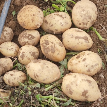 土豆🥔沃土5西森