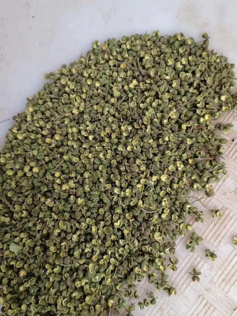 新鲜青花椒大量供应