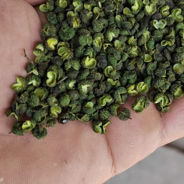 新鲜青花椒大量供应