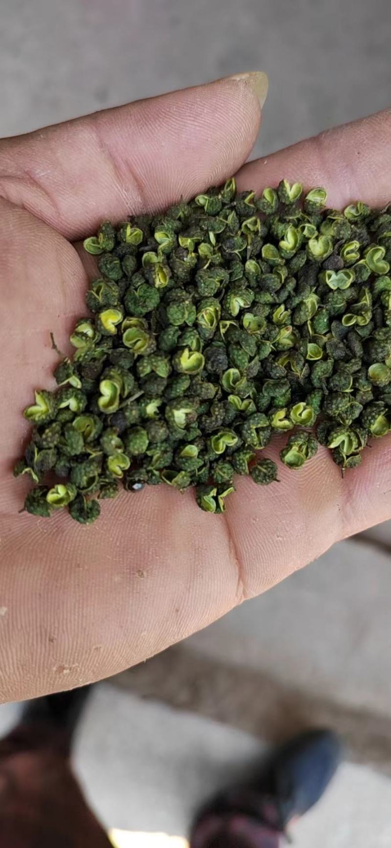 新鲜青花椒大量供应