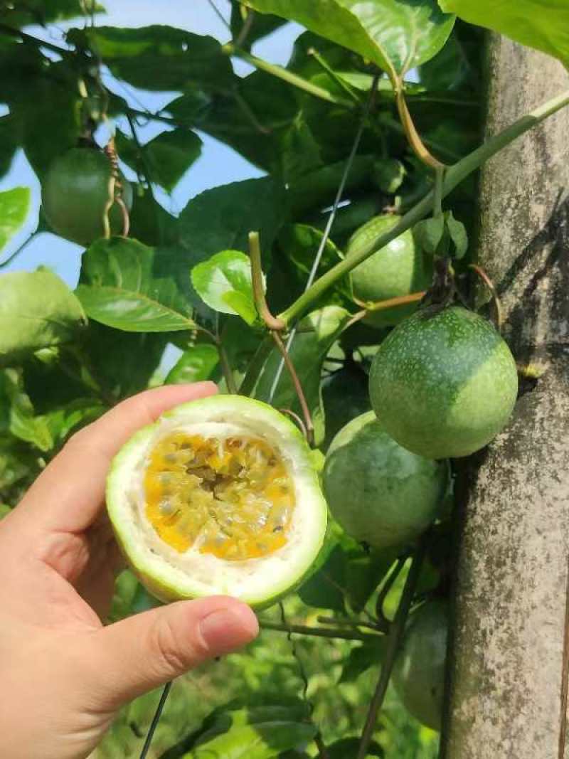 钦蜜九号黄金百香果